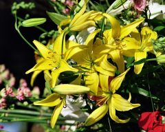 Tapeta Nature Flowers 495.jpg